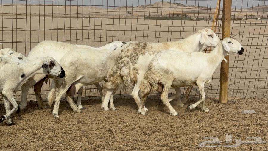 Rams offspring of Harish sheep, 26 in number along with 26 and the ram64211492669058112
