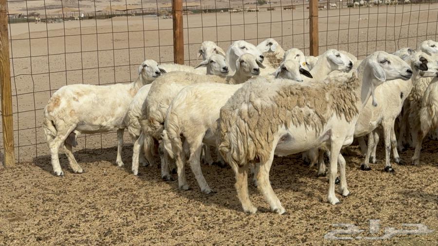 Rams offspring of Harish sheep, 26 in number along with 26 and the ram64211492669058114