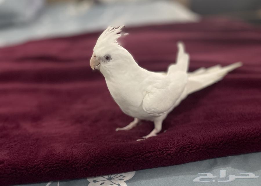 طائر كروان بينو64225774230275111