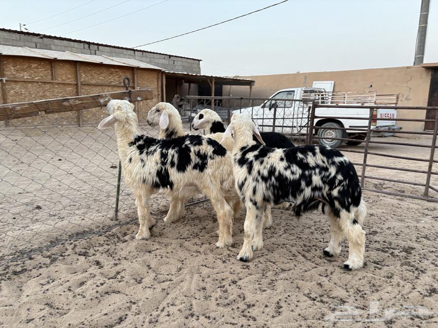 هرافي نجد طيبه عدد 4 سومها 120064223641842305114