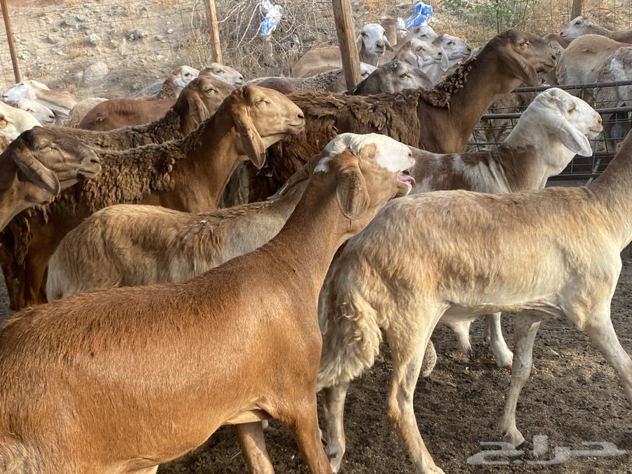 طليان سواكني حمري وزن للمناسبات64217785301890110