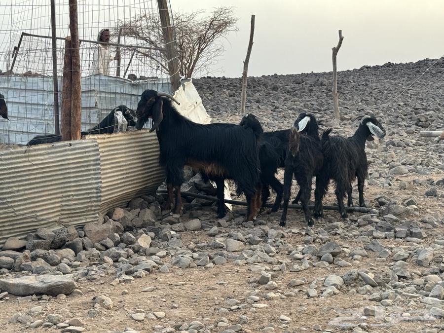 جفار ثنوات بالفحل. تم البيع64224108498689111