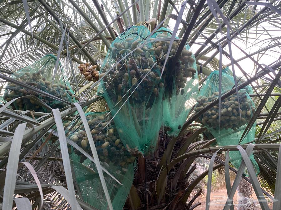 تمر صقعي في النخل للبيع64217972843649112