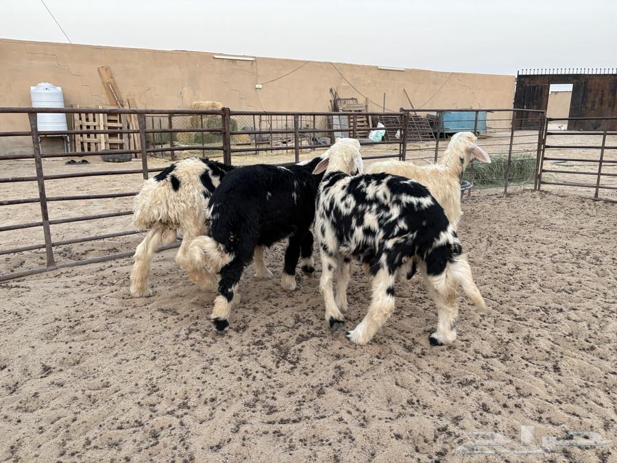 هرافي نجد طيبه عدد 4 سومها 120064223641842305113