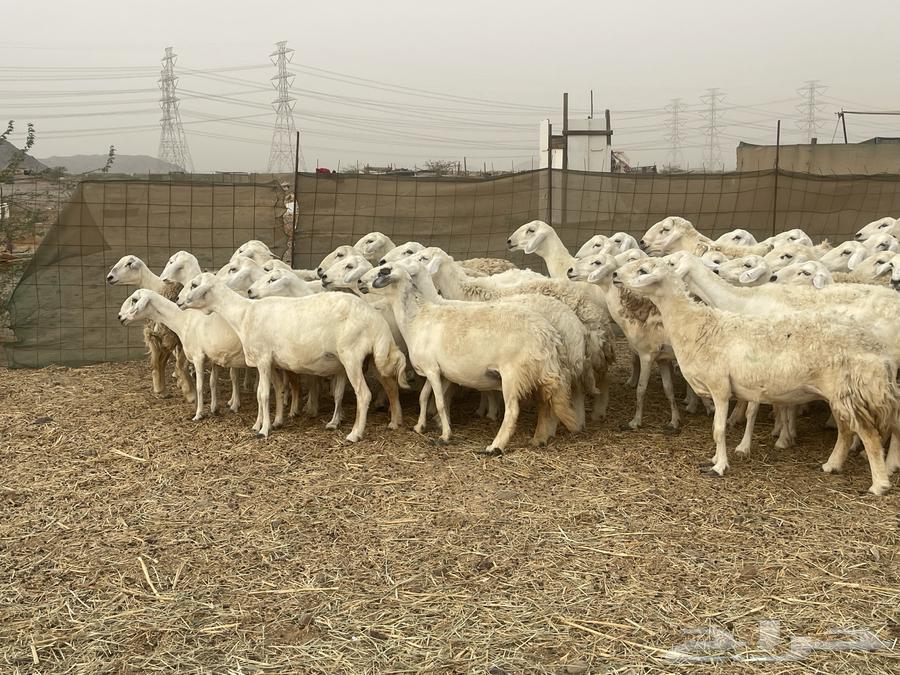 غنم حريات مراح وحد ولد ودفيع غنم كفو منوة القاني تم البيع64226787070979113