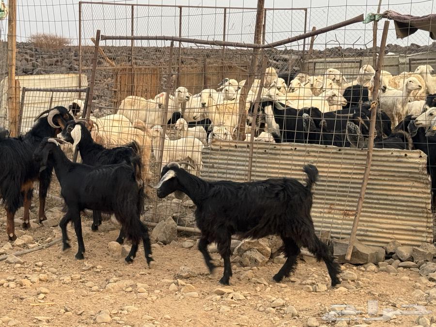 جفار ثنوات بالفحل. تم البيع64224108498689113