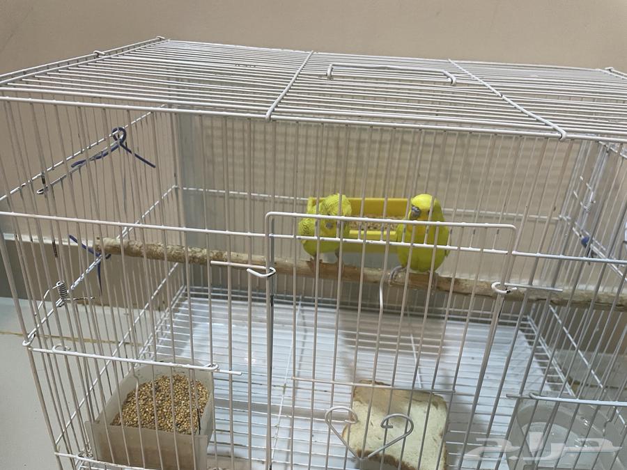 طيور بادجي64215173718273110