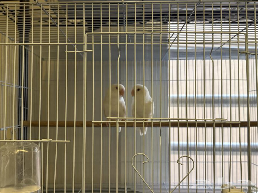 زوج روز64217770298242110