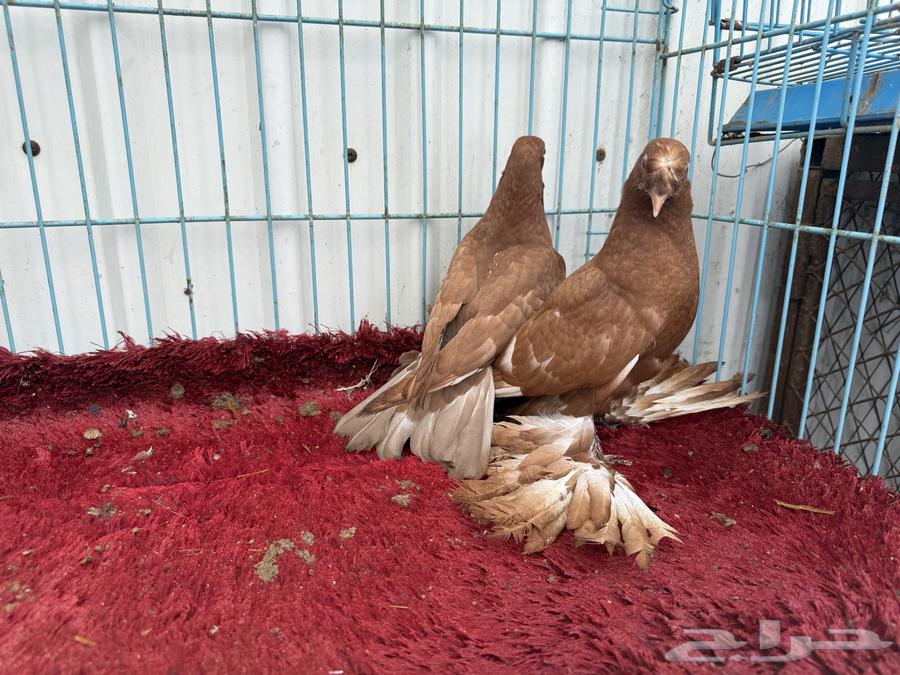 طبه تركي سوري تم البيع64215889569410111