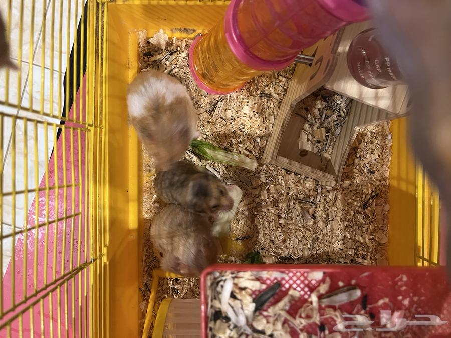 همستر للبيع64214246553347112