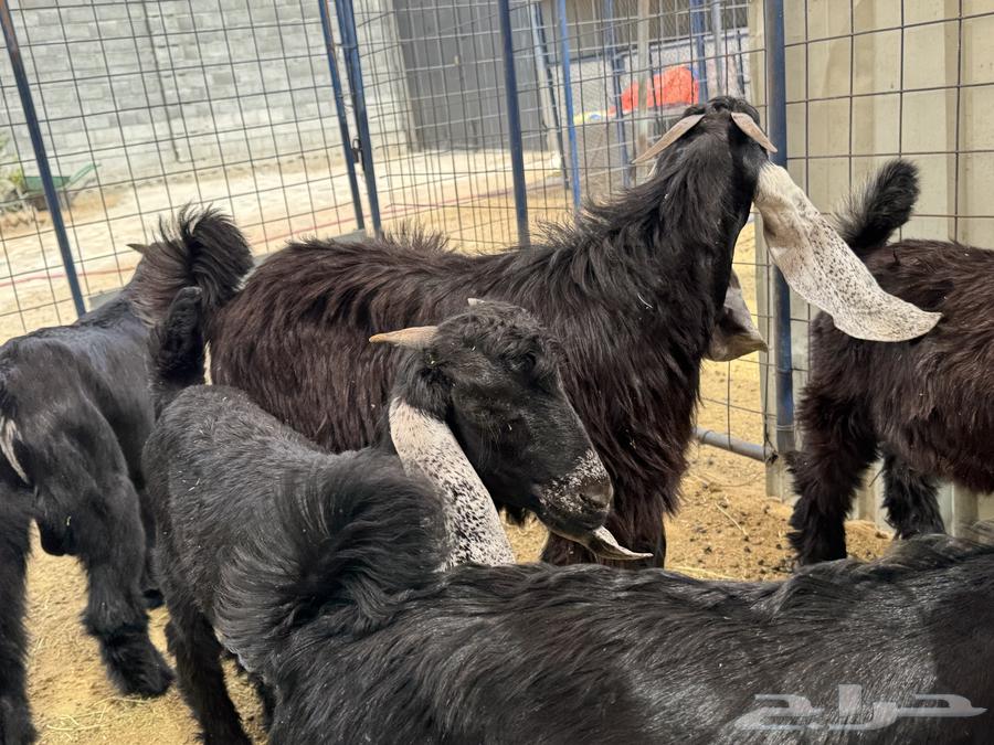 ثلاث تيوس مخصاه للبيع64231332623363112