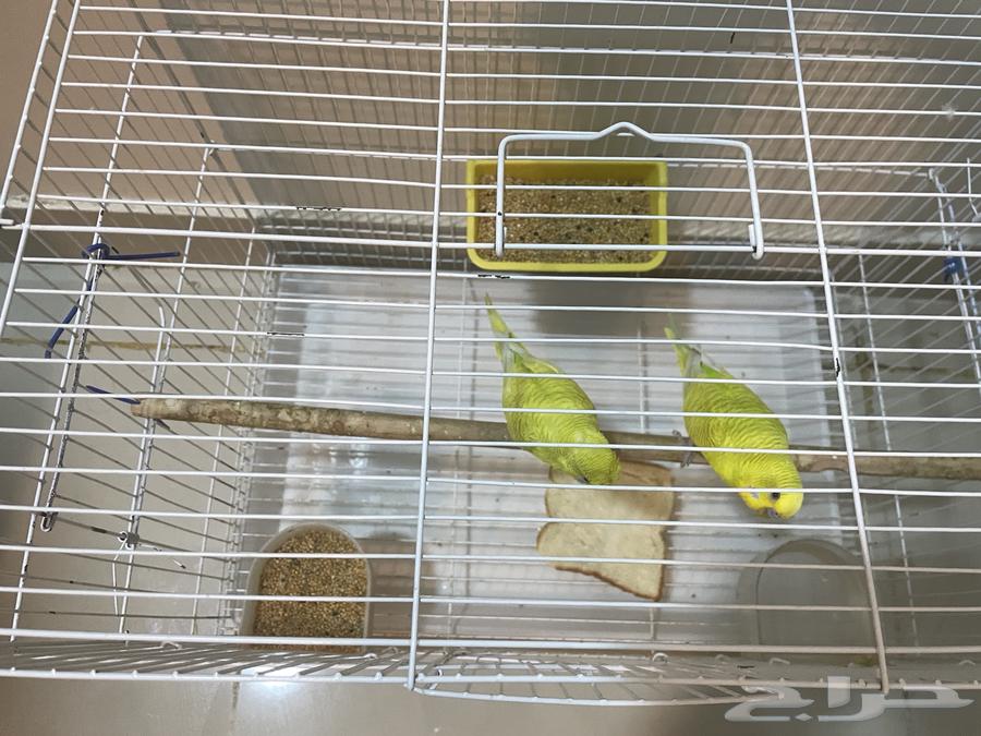 طيور بادجي64215173718273111