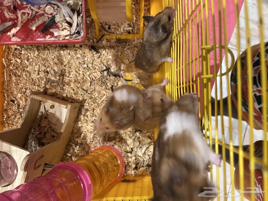 همستر للبيع64214246553347111