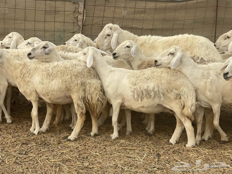 غنم حريات مراح وحد ولد ودفيع غنم كفو منوة القاني تم البيع64226787070979110