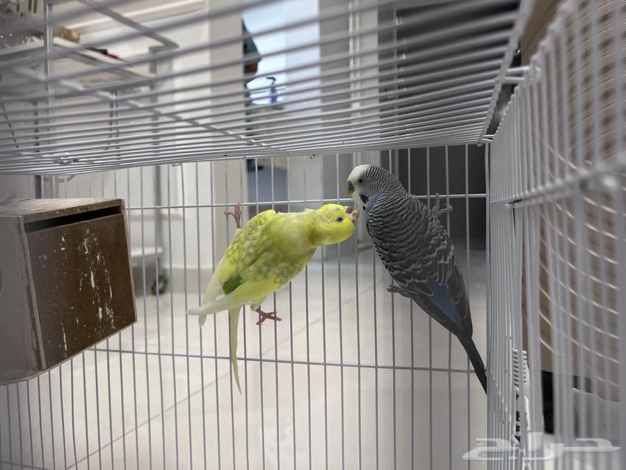 للبيع عصافير البادجي منتجين64218203217155111