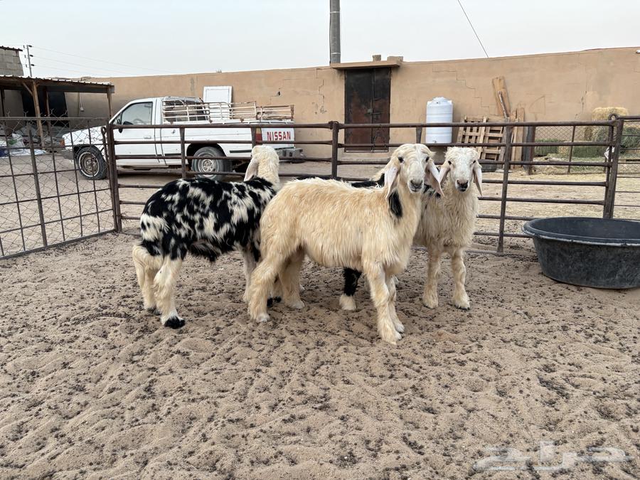 هرافي نجد طيبه عدد 4 سومها 120064223641842305112