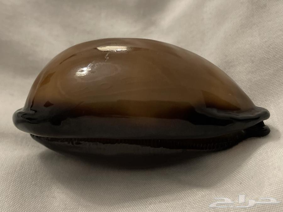 صدفة نادرة جدا64210227637761112