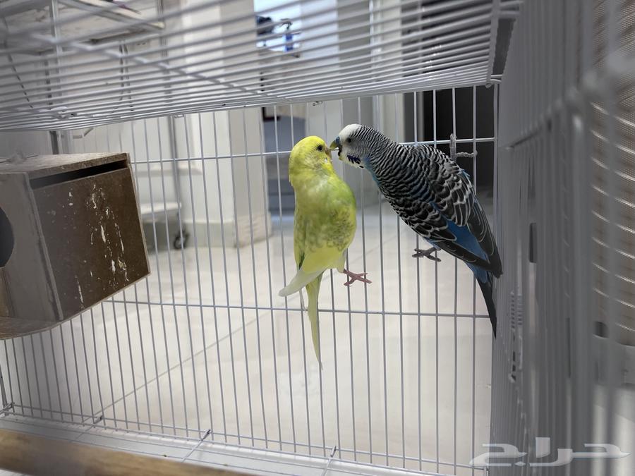 للبيع عصافير البادجي منتجين64218203217155112