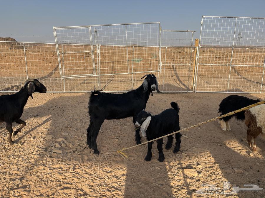 جفره ثنيه للبيع64210660813570113