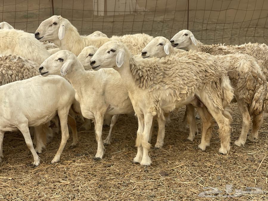 غنم حريات مراح وحد ولد ودفيع غنم كفو منوة القاني تم البيع64226787070979114