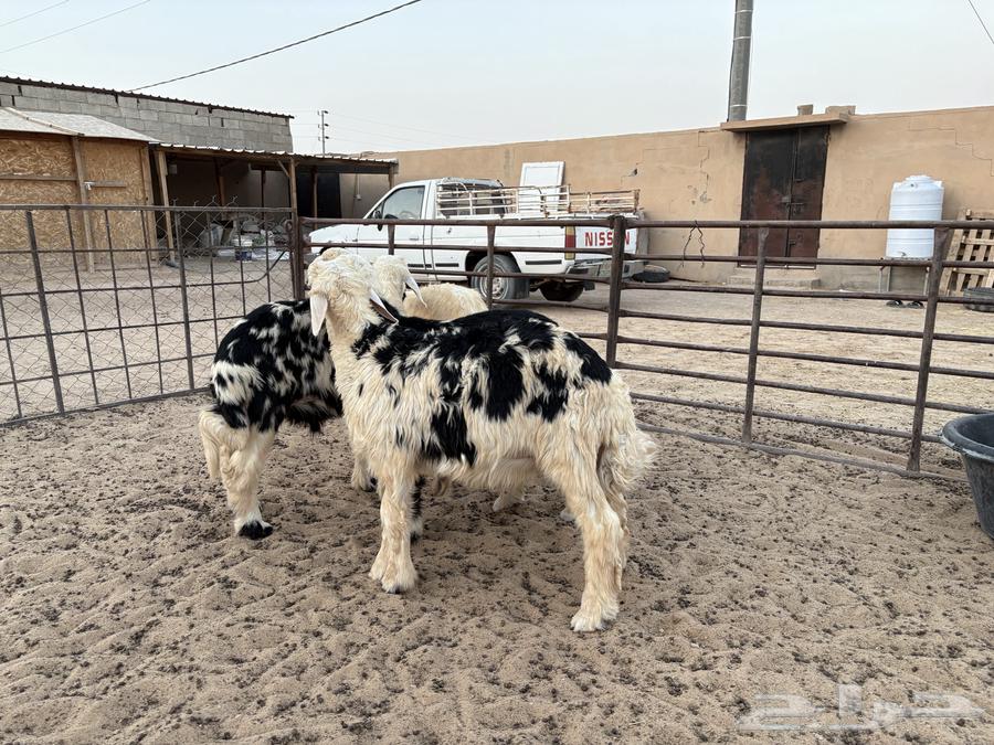 هرافي نجد طيبه عدد 4 سومها 120064223641842305111