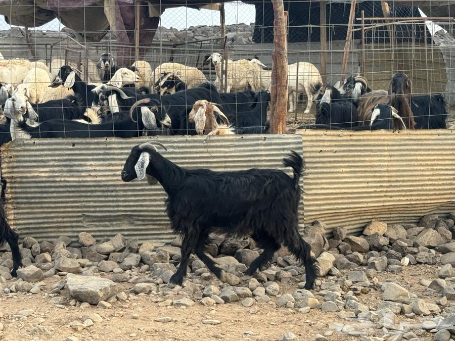 جفار ثنوات بالفحل. تم البيع64224108498689114