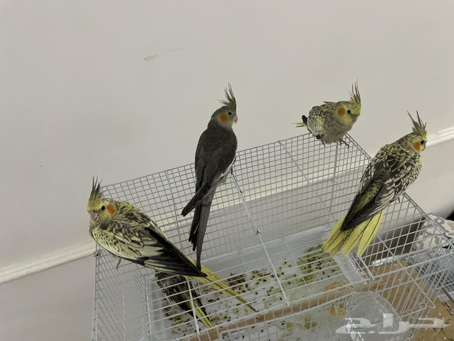 كروانات للبيع64213830985090112