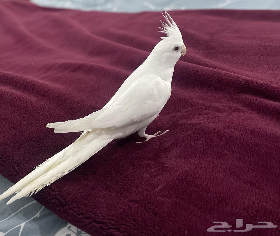 طائر كروان بينو64225774230275110