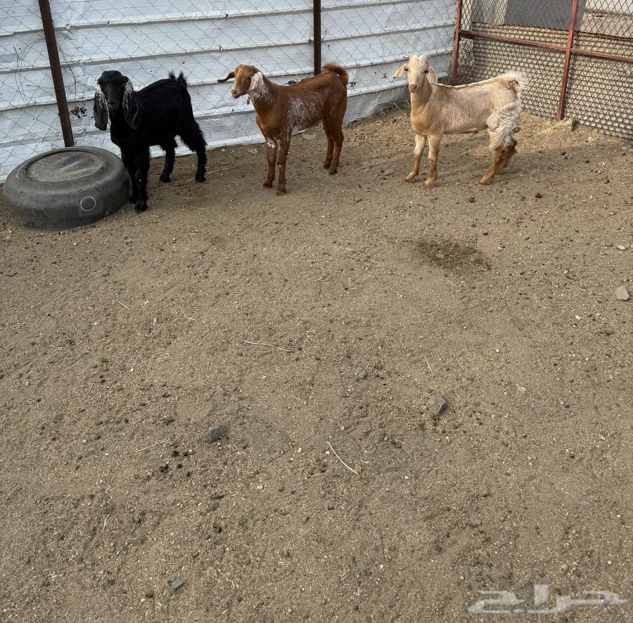 تيوس سمان تم البيع خارج الموقع64211707165697111