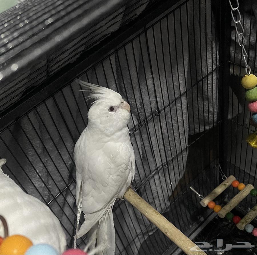 طائر كروان بينو64225774230275112