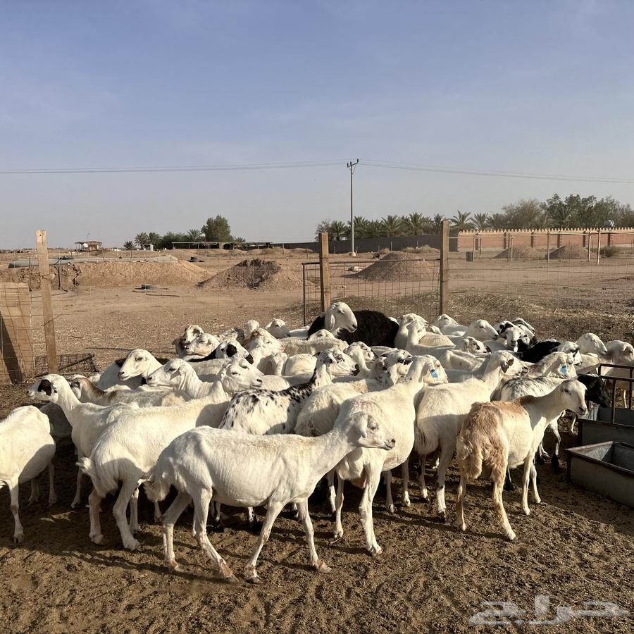 للبيع غنم مهاجين رفيد وحري دفيع64229640089473114