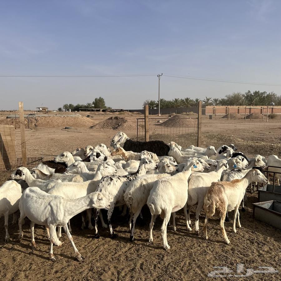 للبيع غنم مهاجين رفيد وحري دفيع64229640089473113