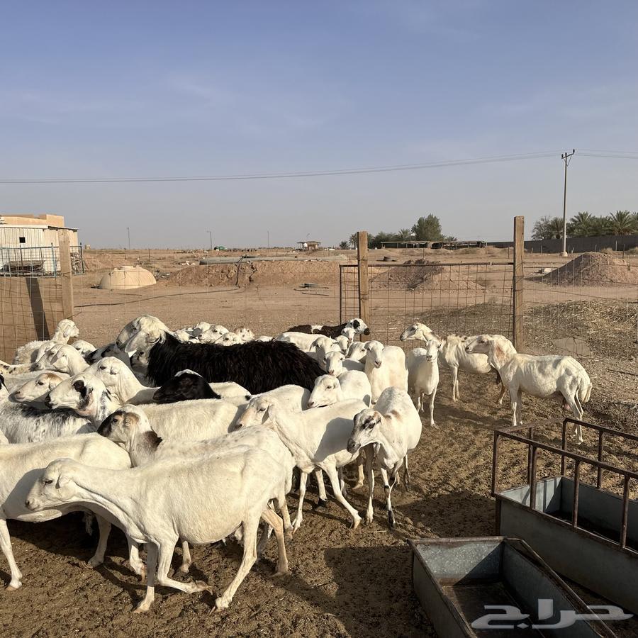 للبيع غنم مهاجين رفيد وحري دفيع64229640089473111