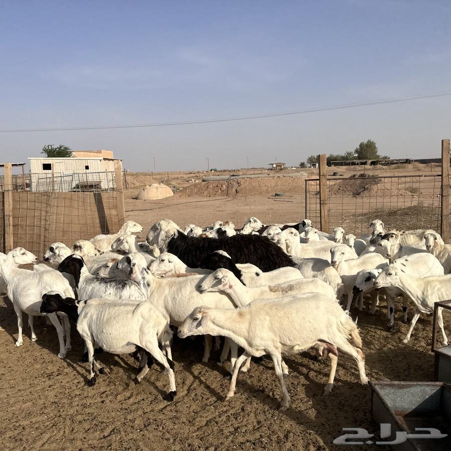 للبيع غنم مهاجين رفيد وحري دفيع64229640089473112