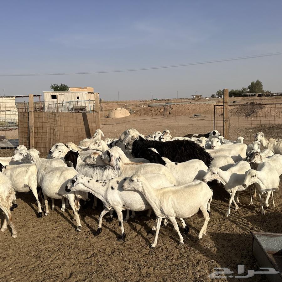 للبيع غنم مهاجين رفيد وحري دفيع64229640089473110