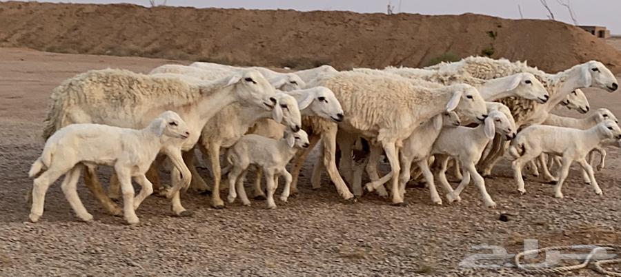 حريات ولد صنف منوة ألقاني(تم البيع)64224245788546112