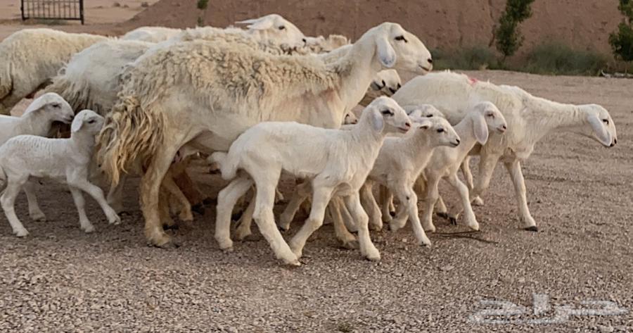 حريات ولد صنف منوة ألقاني(تم البيع)64224245788546113