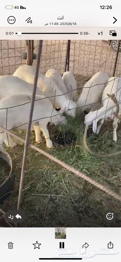 خرفان للبيع64214232613761110