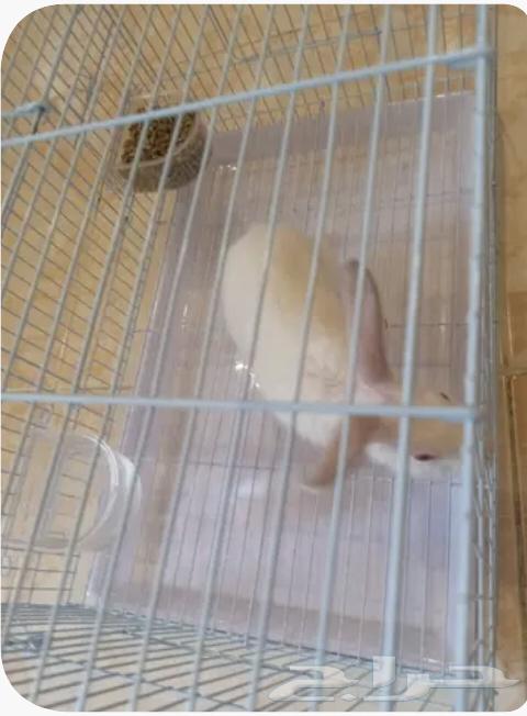 ارنب للبيع64220037385858110