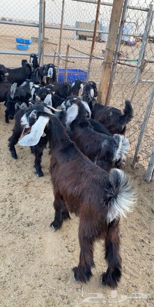 تيوس عارض جميع الأعمار توصيل لباب البيت64224245959682111