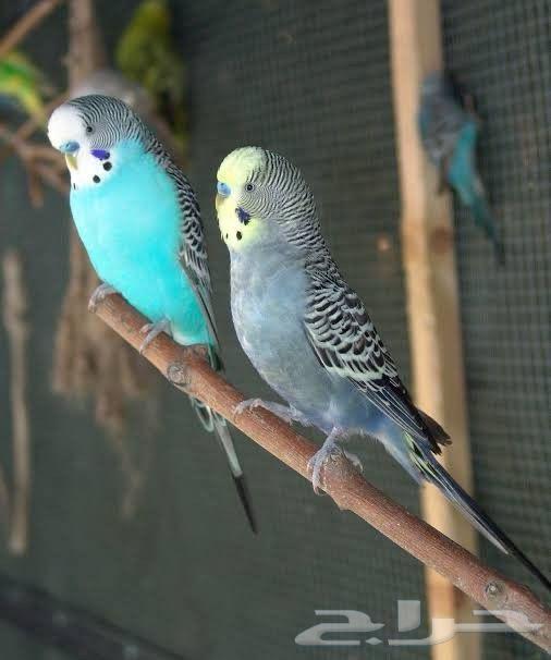 طيور حب عرض64225193814531113