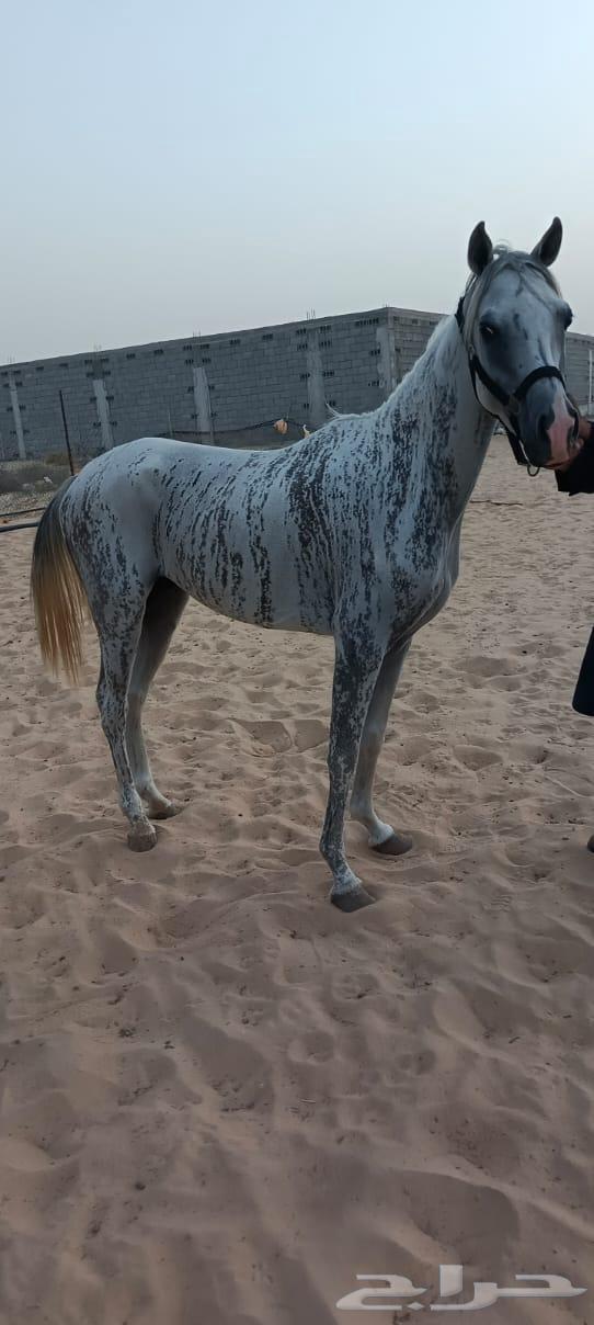 خيول للبيع64228386329090112