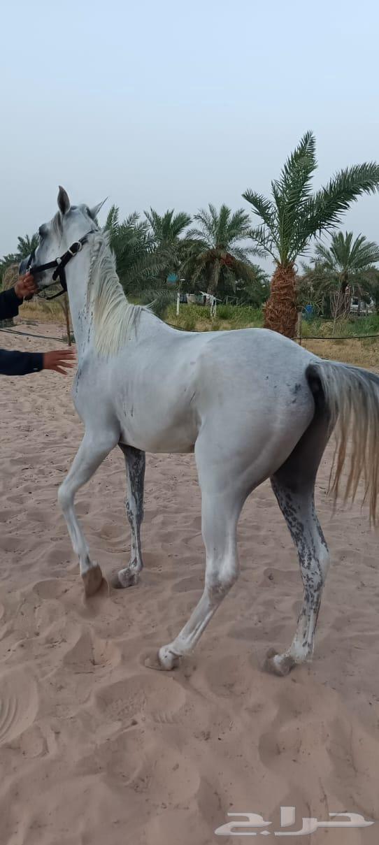 خيول للبيع64228386329090110