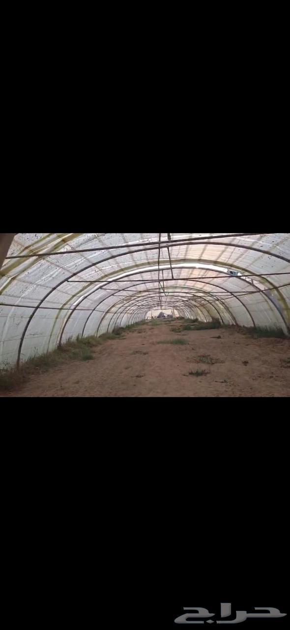 للبيع 4 بيوت محميه مناسبه لاصحاب المشاتل والمزارع64231182273155111