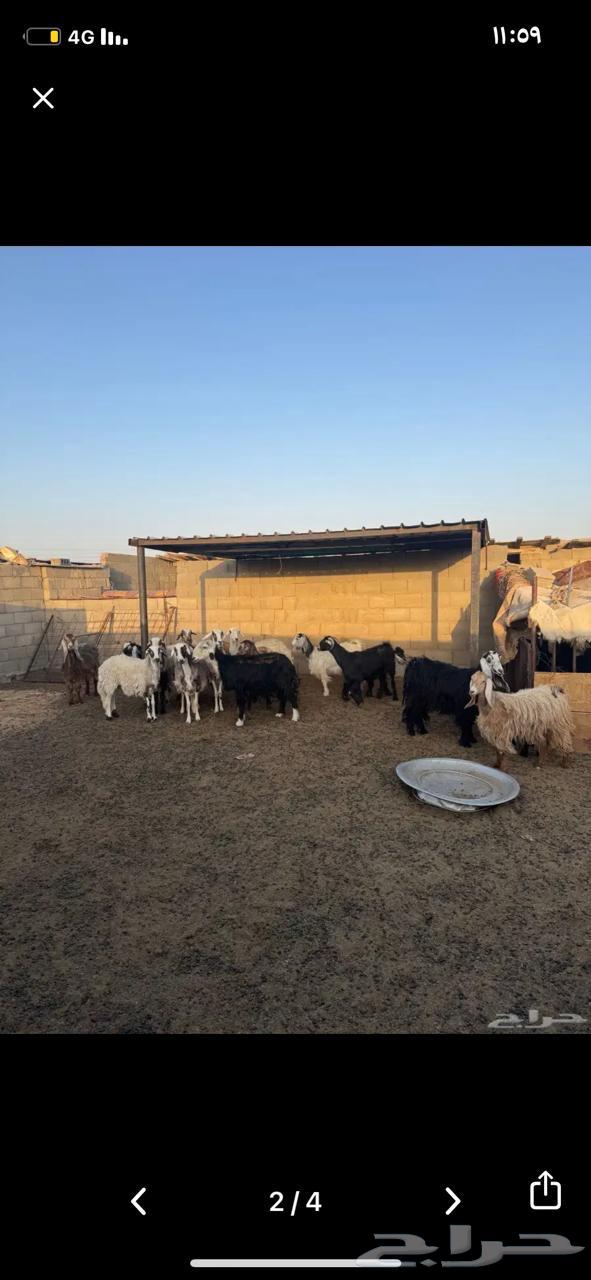 غنم للبيع جمله مستعجل لايجي الى الصامل64229479377026110