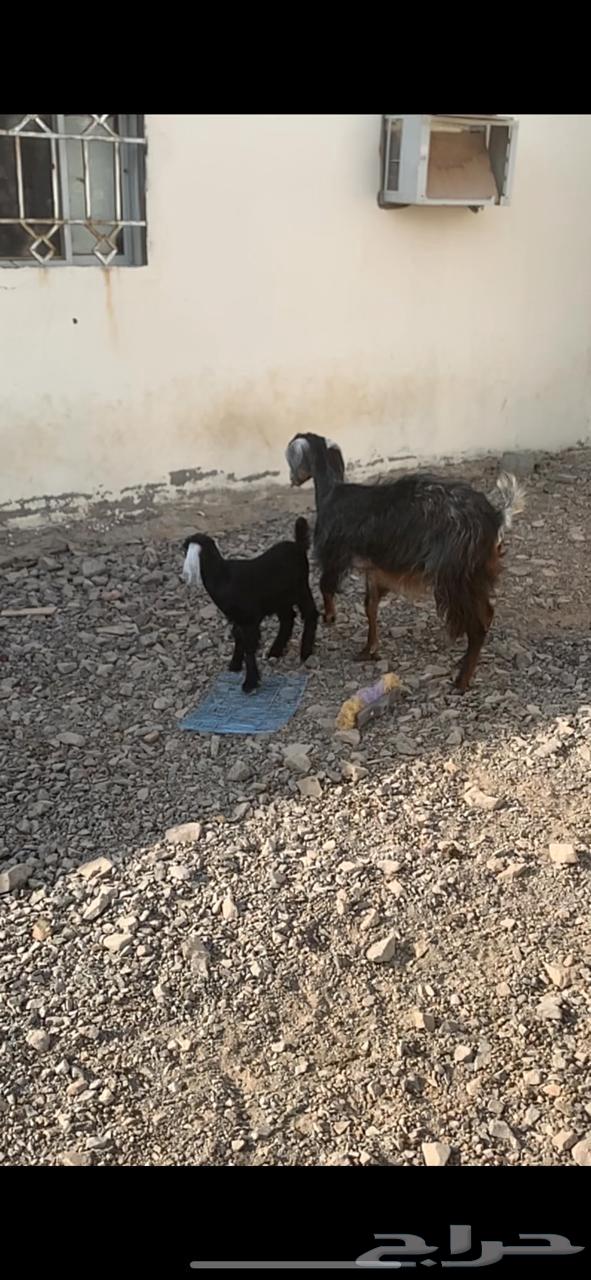 عنزين والد64230658174978112