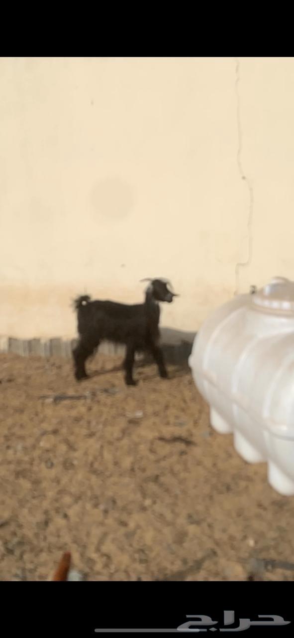 عنزين والد64230658174978114