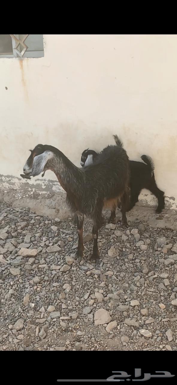 عنزين والد64230658174978110