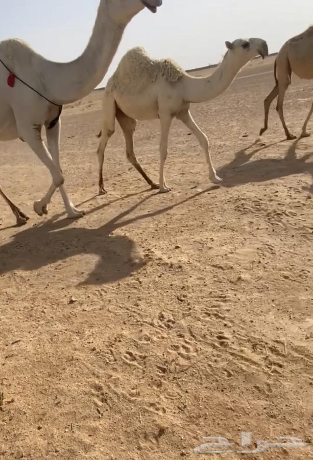 For sale, a high-quality stud camel with excellent lineage64227858278531110