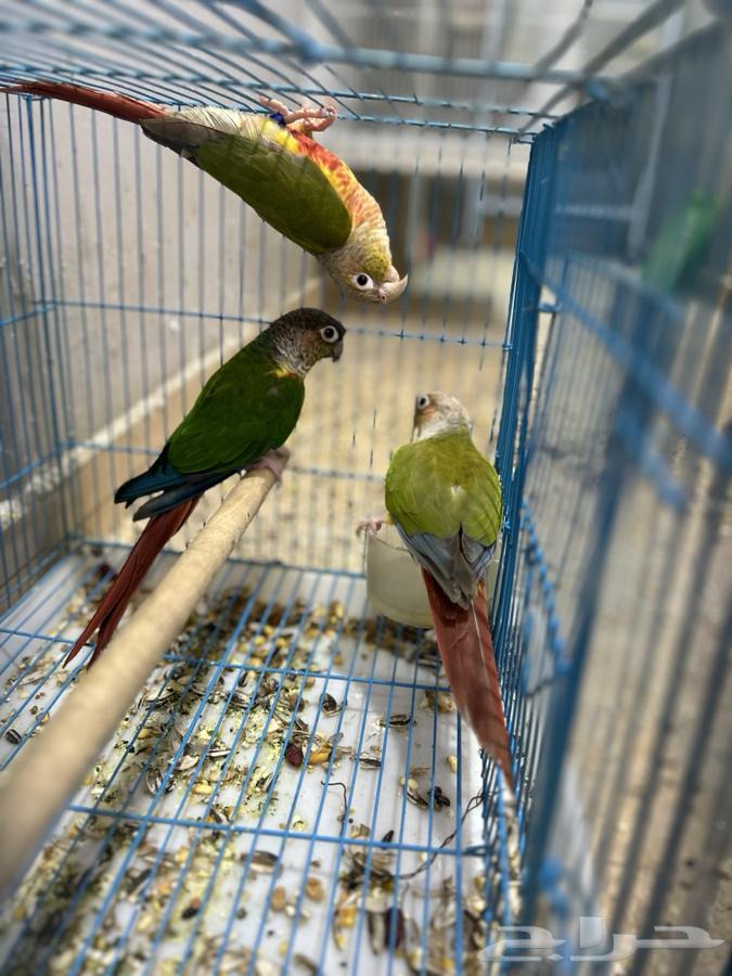 اجواز كنيور64219828652673113